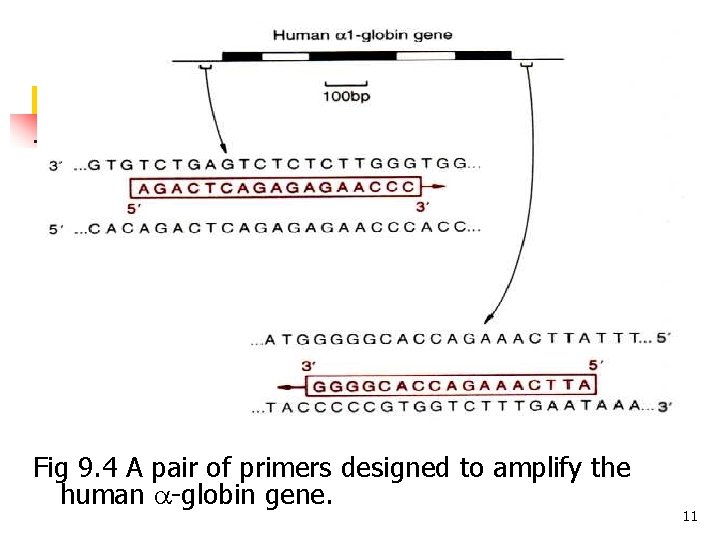 Fig 9. 4 A pair of primers designed to amplify the human -globin gene. Fig 9. 4 A pair of primers designed to amplify the human -globin gene.