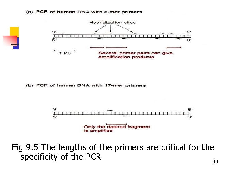 Fig 9. 5 The lengths of the primers are critical for the specificity of Fig 9. 5 The lengths of the primers are critical for the specificity of