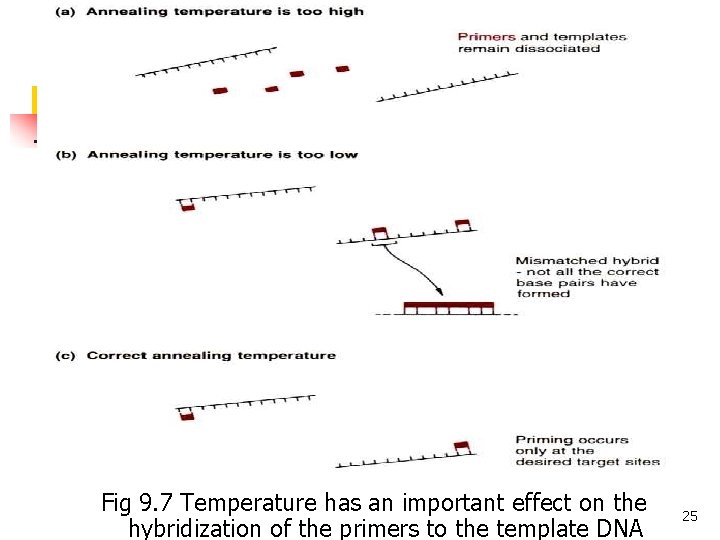 Fig 9. 7 Temperature has an important effect on the hybridization of the primers Fig 9. 7 Temperature has an important effect on the hybridization of the primers