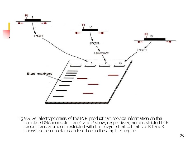 Fig 9. 9 Gel electrophoresis of the PCR product can provide information on the Fig 9. 9 Gel electrophoresis of the PCR product can provide information on the