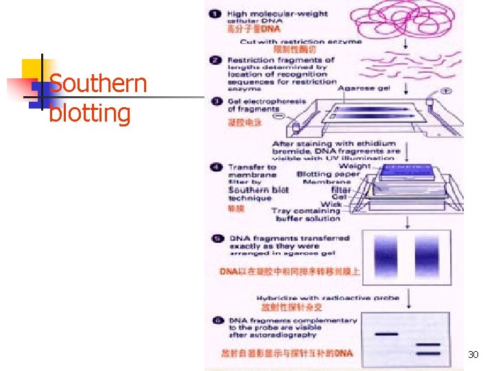 n Southern blotting 30 n Southern blotting 30