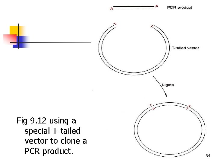 Fig 9. 12 using a special T-tailed vector to clone a PCR product. 34 Fig 9. 12 using a special T-tailed vector to clone a PCR product. 34