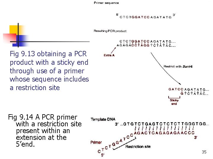 Fig 9. 13 obtaining a PCR product with a sticky end through use of Fig 9. 13 obtaining a PCR product with a sticky end through use of