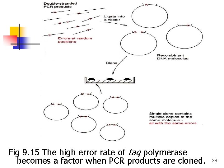 Fig 9. 15 The high error rate of taq polymerase becomes a factor when Fig 9. 15 The high error rate of taq polymerase becomes a factor when