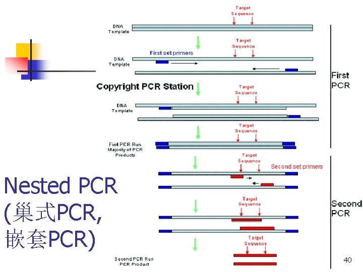 Nested PCR (巢式PCR, 嵌套PCR) 40 Nested PCR (巢式PCR, 嵌套PCR) 40