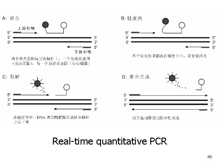 Real-time quantitative PCR 46 Real-time quantitative PCR 46