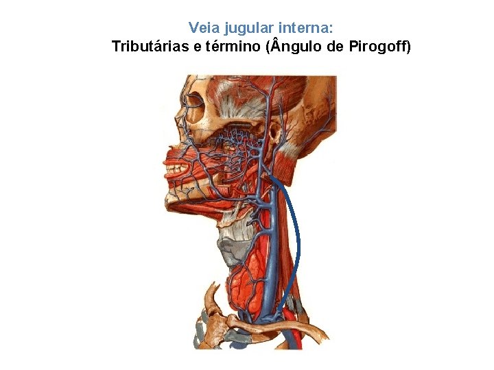 Veia jugular interna: Tributárias e término ( ngulo de Pirogoff) 