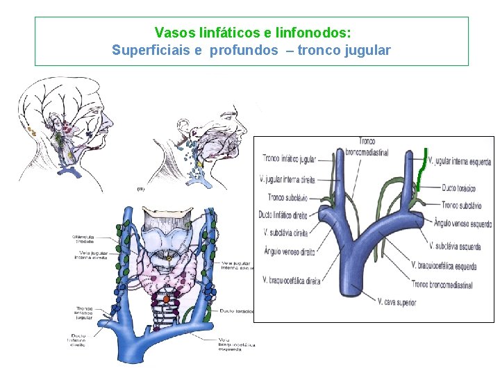 Vasos linfáticos e linfonodos: Superficiais e profundos – tronco jugular 