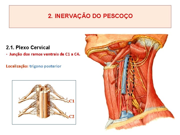 2. INERVAÇÃO DO PESCOÇO 2. 1. Plexo Cervical - Junção dos ramos ventrais de