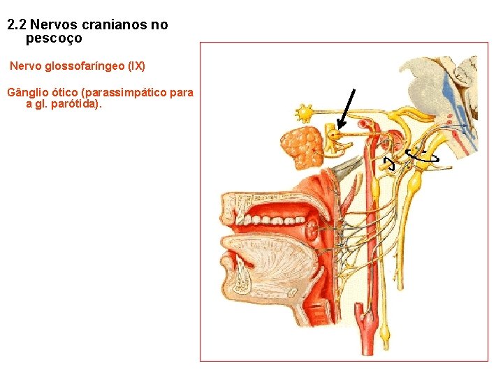 2. 2 Nervos cranianos no pescoço Nervo glossofaríngeo (IX) Gânglio ótico (parassimpático para a 2. 2 Nervos cranianos no pescoço Nervo glossofaríngeo (IX) Gânglio ótico (parassimpático para a