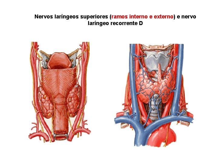 Nervos laríngeos superiores (ramos interno e externo) e nervo laríngeo recorrente D 