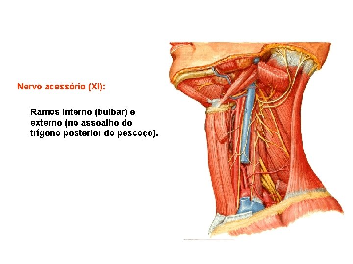 Nervo acessório (XI): Ramos interno (bulbar) e externo (no assoalho do trígono posterior do