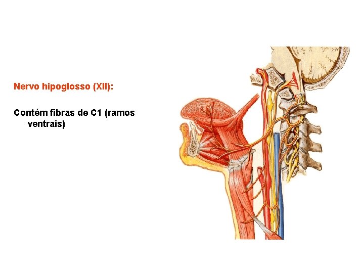 Nervo hipoglosso (XII): Contém fibras de C 1 (ramos ventrais) 
