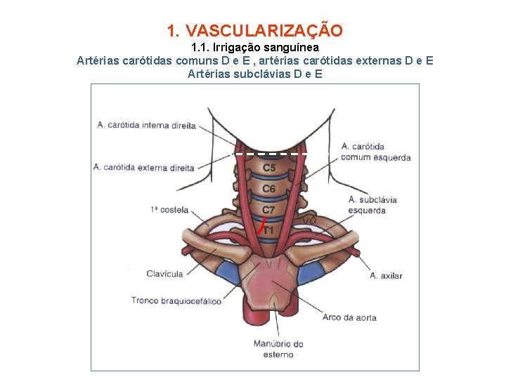 1. VASCULARIZAÇÃO 1. 1. Irrigação sanguínea Artérias carótidas comuns D e E , artérias