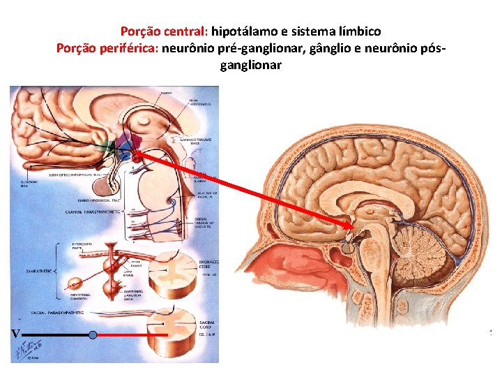 Porção central: hipotálamo e sistema límbico Porção periférica: neurônio pré-ganglionar, gânglio e neurônio pósganglionar