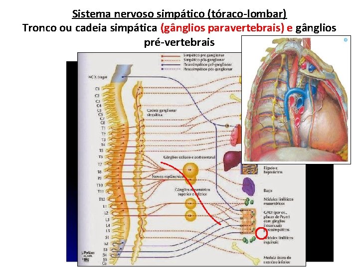 Sistema nervoso simpático (tóraco-lombar) Tronco ou cadeia simpática (gânglios paravertebrais) e gânglios pré-vertebrais 