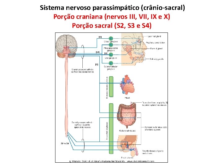Sistema nervoso parassimpático (crânio-sacral) Porção craniana (nervos III, VII, IX e X) Porção sacral