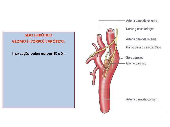 SEIO CARÓTICO GLOMO (=CORPO) CARÓTICO: Inervação pelos nervos IX e X. 