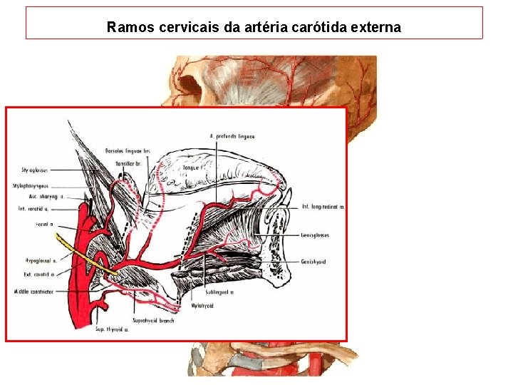 Ramos cervicais da artéria carótida externa 