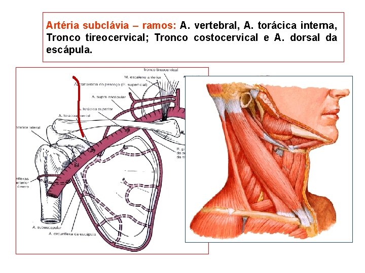 Artéria subclávia – ramos: A. vertebral, A. torácica interna, Tronco tireocervical; Tronco costocervical e