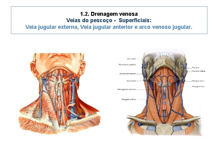 1. 2. Drenagem venosa Veias do pescoço - Superficiais: Veia jugular externa, Veia jugular