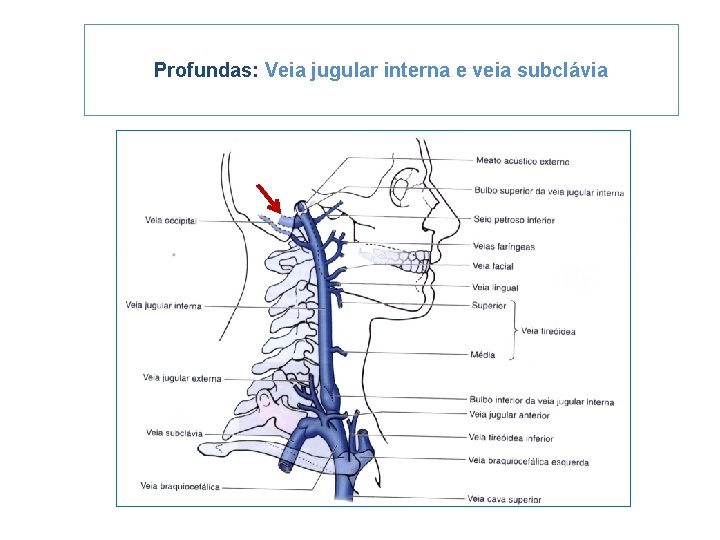 Profundas: Veia jugular interna e veia subclávia 