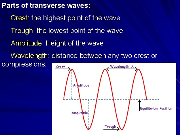 Parts of transverse waves: Crest: the highest point of the wave Trough: the lowest