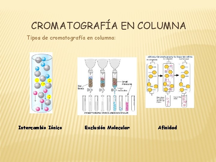 CROMATOGRAFÍA EN COLUMNA Tipos de cromatografía en columna: Intercambio Iónico Exclusión Molecular Afinidad 