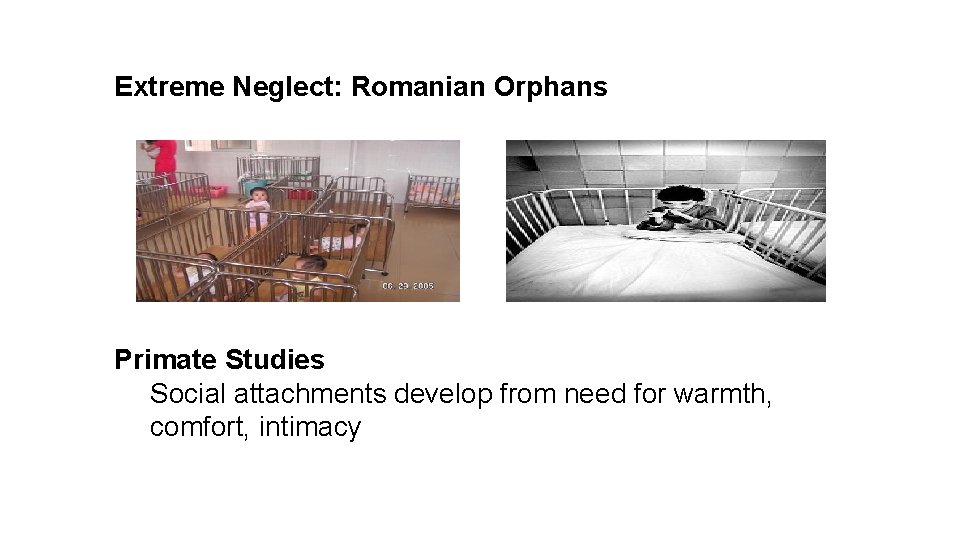 Extreme Neglect: Romanian Orphans Primate Studies Social attachments develop from need for warmth, comfort,