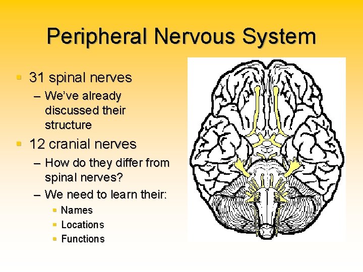 Peripheral Nervous System § 31 spinal nerves – We’ve already discussed their structure §
