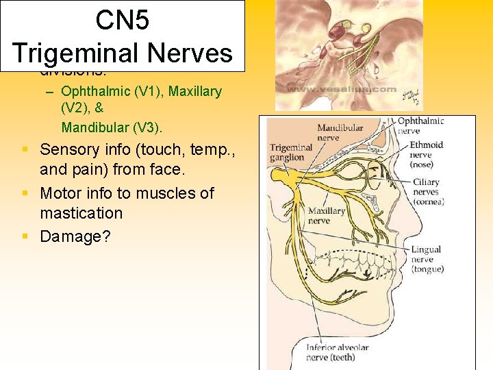 § Biggest cranial nerve § Originates in the pons and eventually splits into 3
