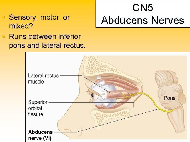 § Sensory, motor, or mixed? § Runs between inferior pons and lateral rectus. CN