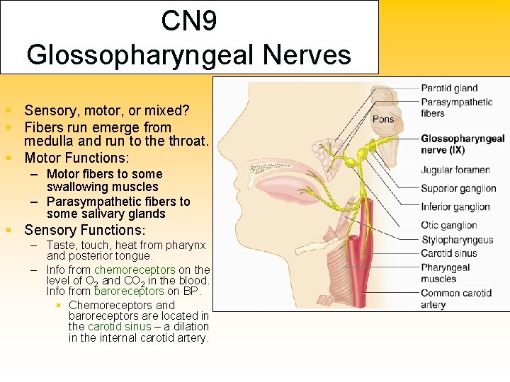 CN 9 Glossopharyngeal Nerves § Sensory, motor, or mixed? § Fibers run emerge from