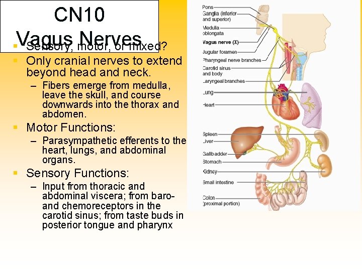 CN 10 Nerves §Vagus Sensory, motor, or mixed? § Only cranial nerves to extend