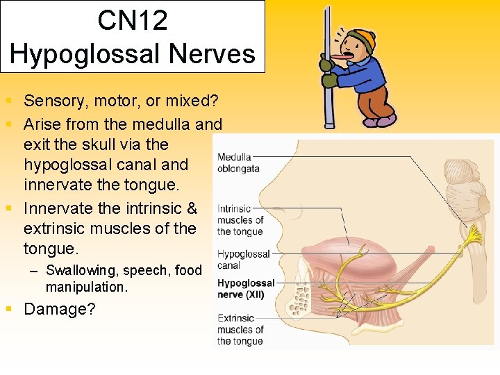 CN 12 Hypoglossal Nerves § Sensory, motor, or mixed? § Arise from the medulla