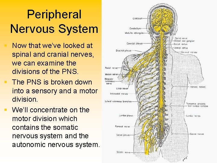 Peripheral Nervous System § Now that we’ve looked at spinal and cranial nerves, we