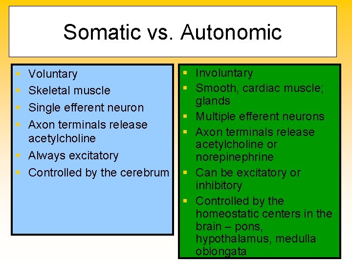 Somatic vs. Autonomic § § Voluntary Skeletal muscle Single efferent neuron Axon terminals release