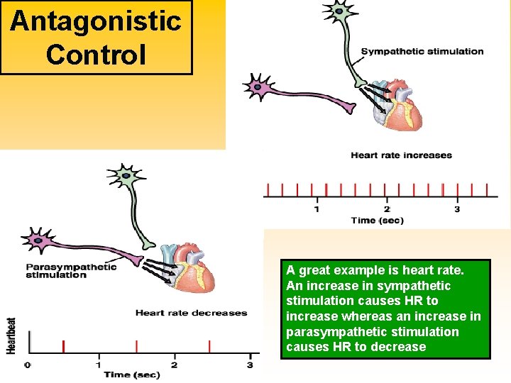 Antagonistic Control § Most internal organs are innervated by both branches of the ANS