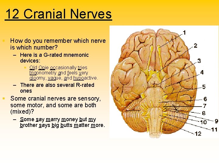 12 Cranial Nerves § How do you remember which nerve is which number? –
