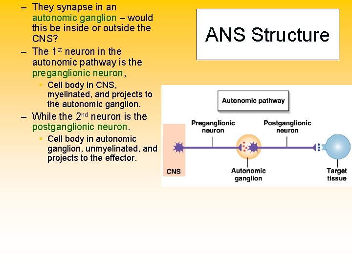 – They synapse in an autonomic ganglion – would this be inside or outside