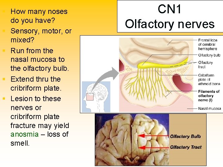 § How many noses do you have? § Sensory, motor, or mixed? § Run