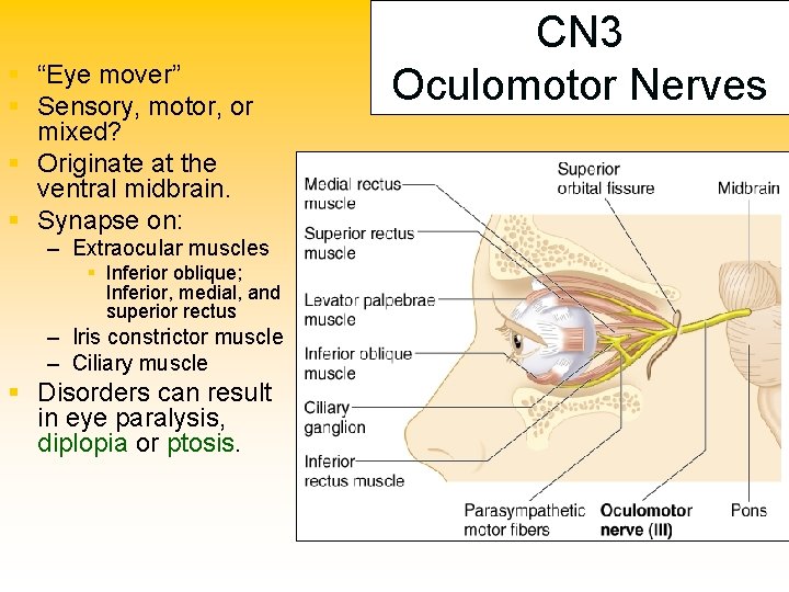 § “Eye mover” § Sensory, motor, or mixed? § Originate at the ventral midbrain.