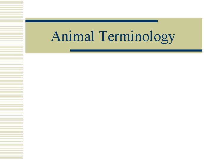 Animal Terminology 