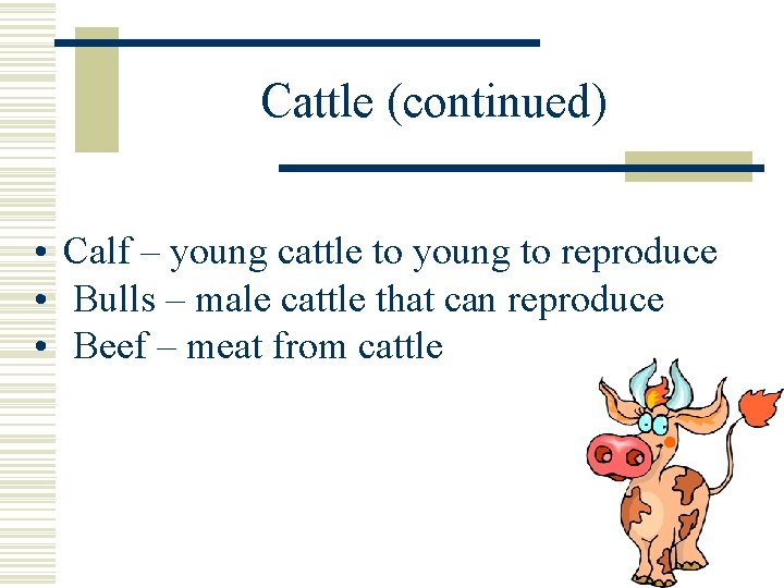 Cattle (continued) • Calf – young cattle to young to reproduce • Bulls –