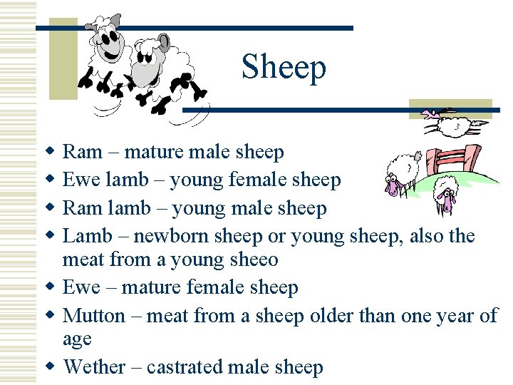 Sheep w w Ram – mature male sheep Ewe lamb – young female sheep