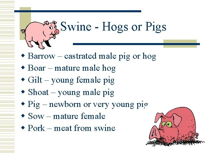 Swine - Hogs or Pigs w Barrow – castrated male pig or hog w