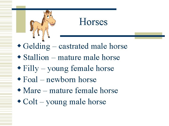 Horses w Gelding – castrated male horse w Stallion – mature male horse w