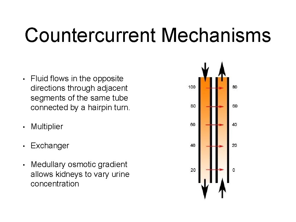 Countercurrent Mechanisms • Fluid flows in the opposite directions through adjacent segments of the