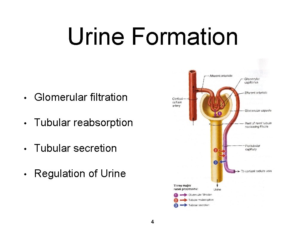 Urine Formation • Glomerular filtration • Tubular reabsorption • Tubular secretion • Regulation of