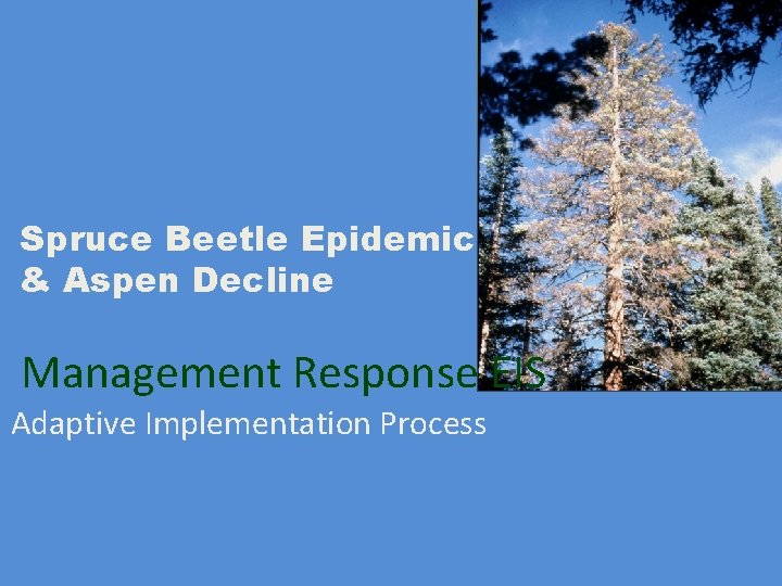 Spruce Beetle Epidemic & Aspen Decline Management Response EIS Adaptive Implementation Process 